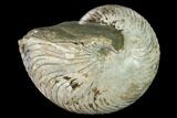 Polished Fossil Nautilus (Cymatoceras) - Madagascar #157821-1
